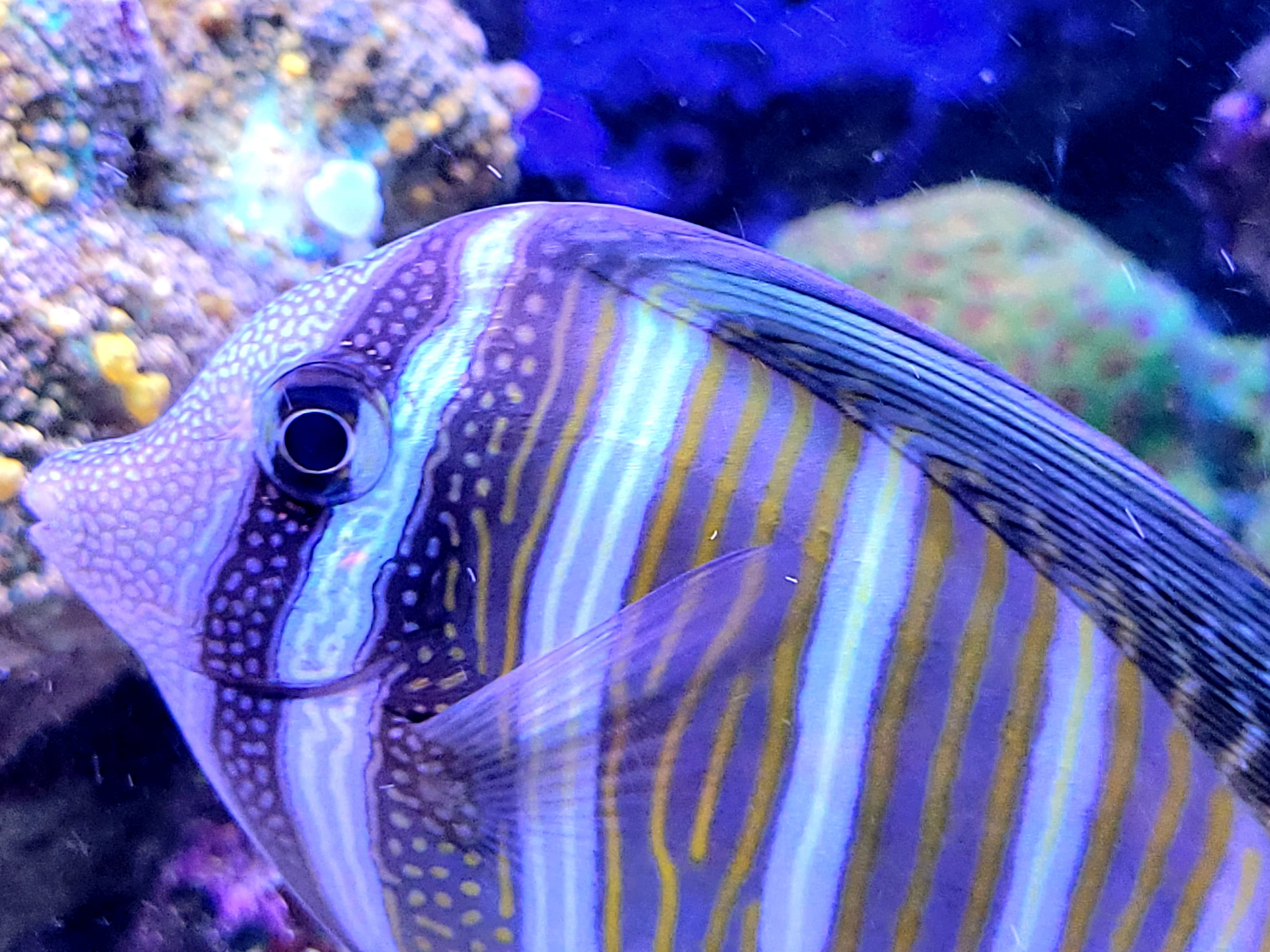 Sailface
